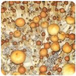 Псилоцибиновые (галлюциногенные)  грибы Psilocybin "Golden Teacher" в Игре