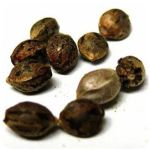 Семена марихуаны АК-47  (Seeds AK-47) в Игре